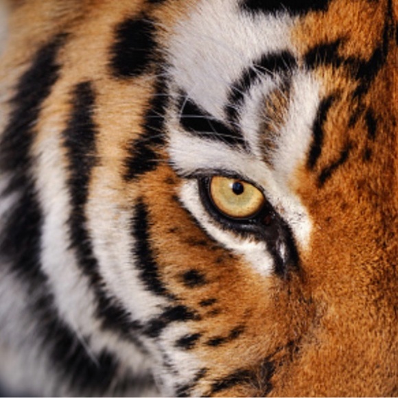 Genuine Tiger eye Bracelet Genuine 10mm Round Tiger eye Bracelet unisex - Picture 2 of 3